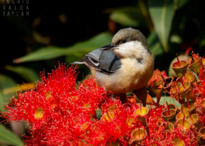 Pygmy Nuthatch on New Zealand Christmas Tree