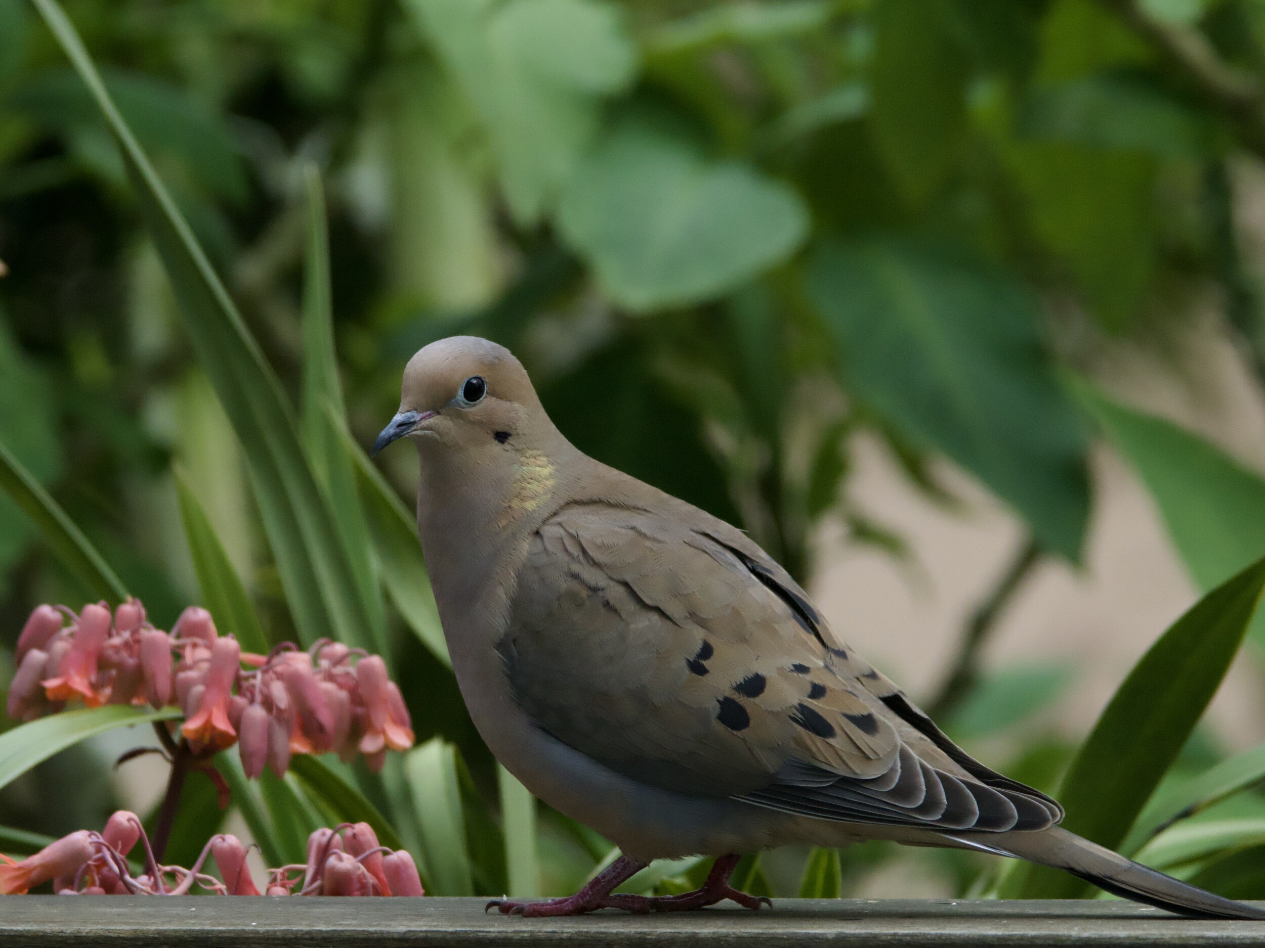 Mourning Dove on Wooden Railing
