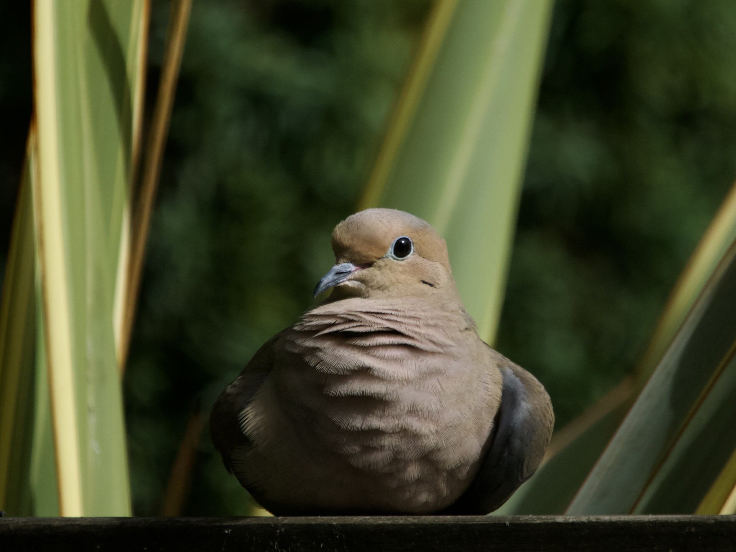 Mourning Dove Resting on Railing
