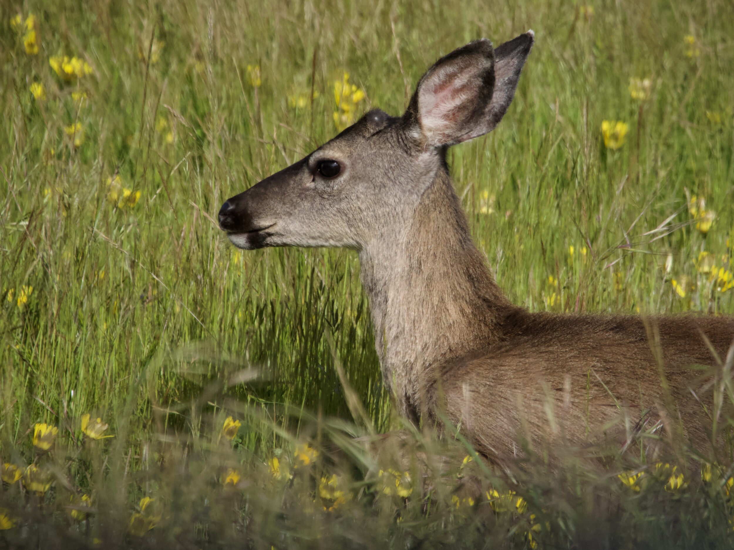 Deer Resting in Wildflowers