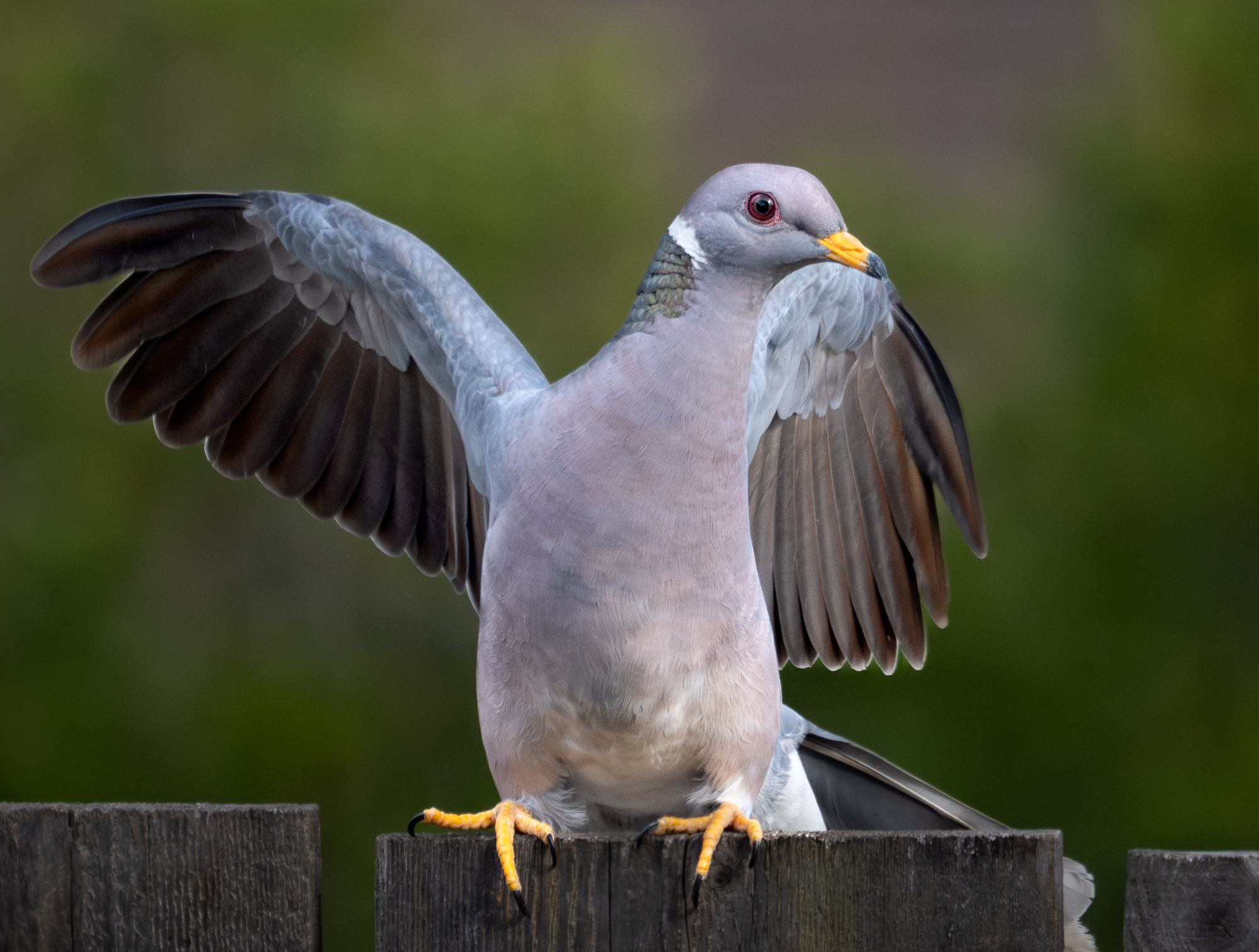 Band-Tailed Pigeon Wing Stretch