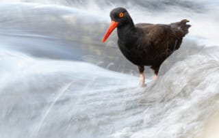Black Oystercatcher in Wave Blur