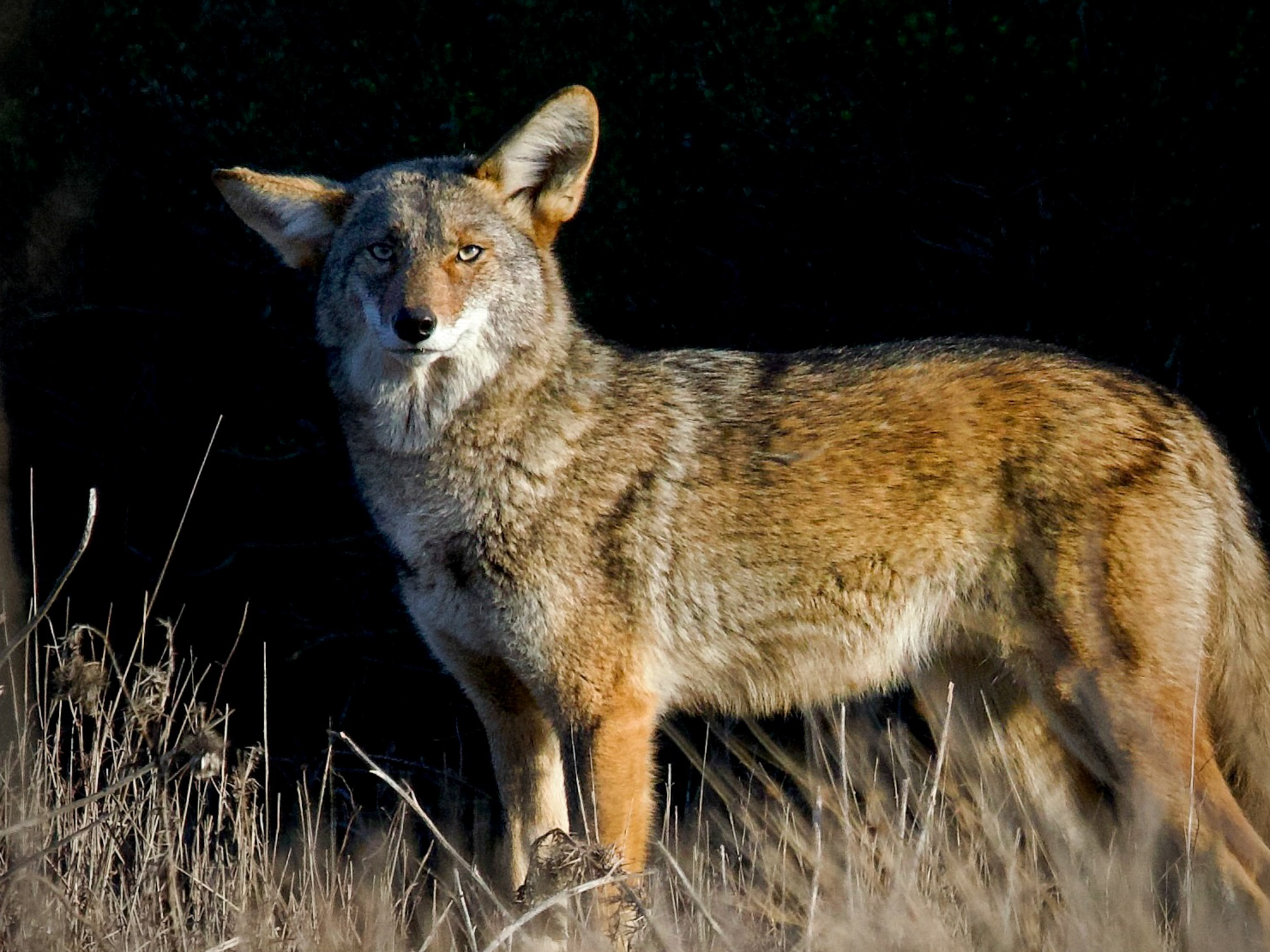 Coyote in Field