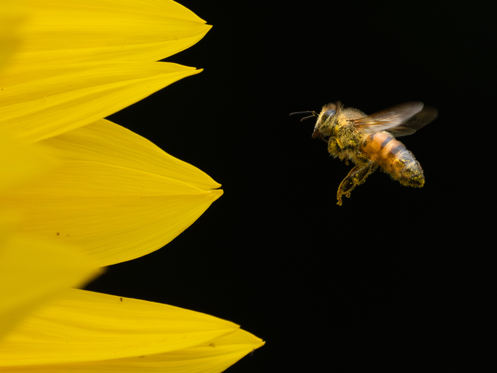 Honeybee Flying to Sunflower