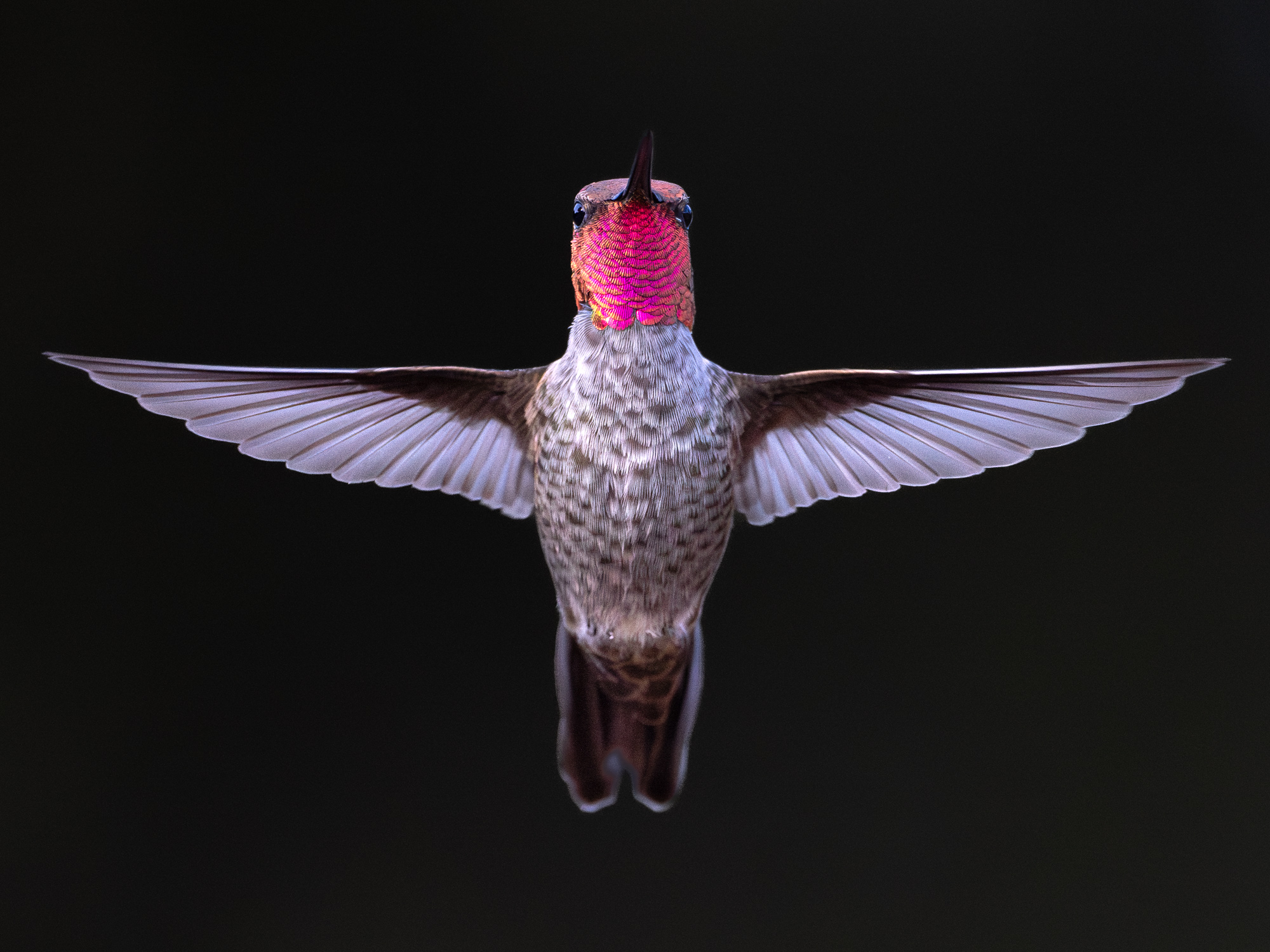 Male Anna's Hummingbird Hovering