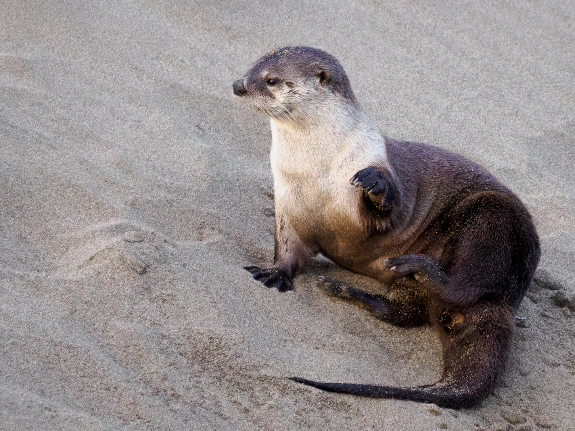 River Otter on Sand Bank