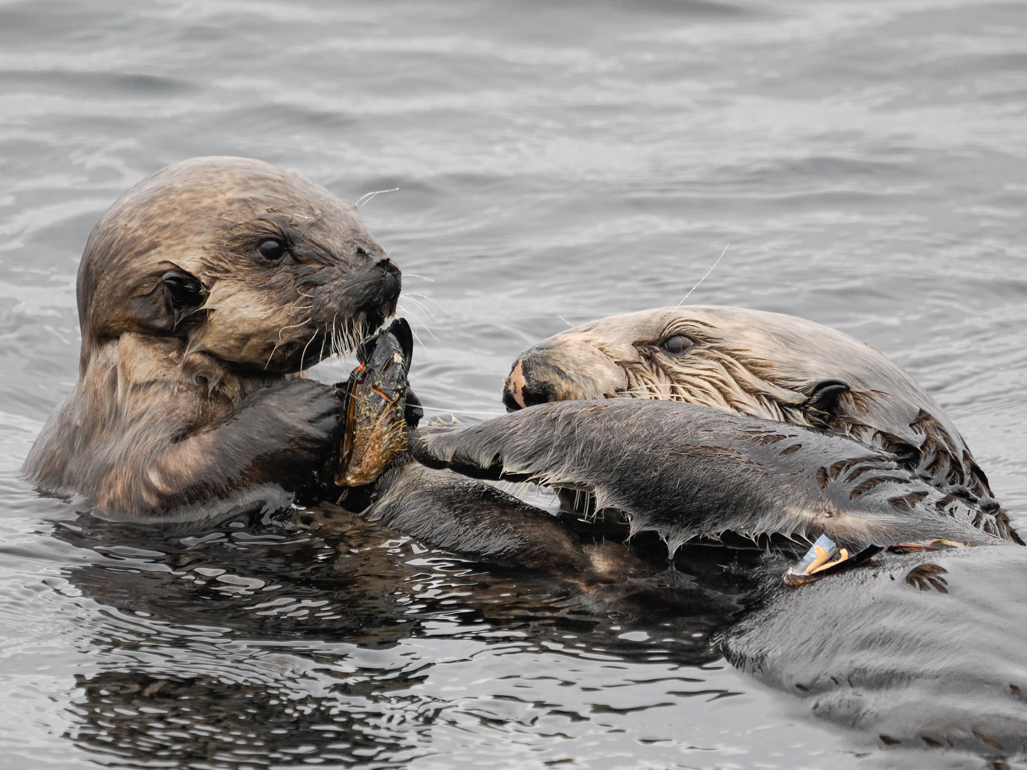 Sea Otter Mother Feeding Pup in Monterey
