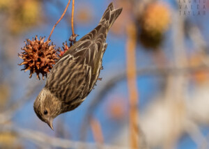 Pine Sisking Feeding on Liquidambar Tree at Lake Merritt