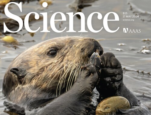Sea Otter Tools + Alien Heads