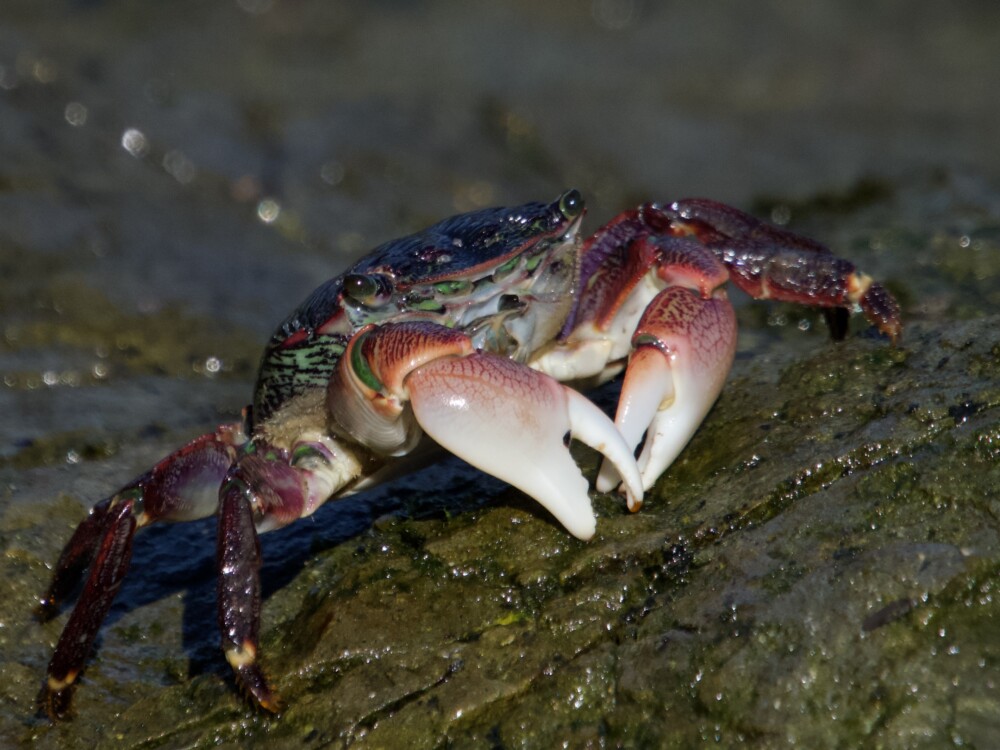 Striped Shore Crab on San Francisco Bay Striped Shore Crab on Rocks in California