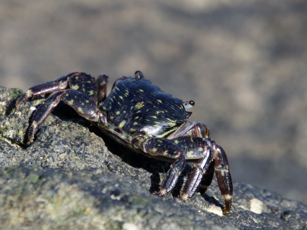 _Striped Shore Crab on Rock San Francisco Bay Striped Shore Crab on Rocks in California