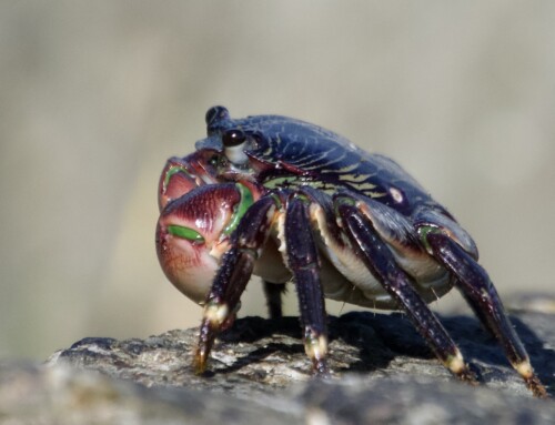 Aquatic Crabs