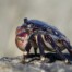 Striped Shore Crab on Rock San Francisco Bay