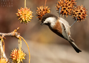 Chestnut-Backed Chickadee in Sweetgum Tree