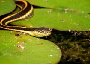 Garter Snake on Lily Pads in Pond