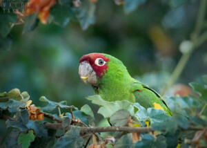 Red-Masked Parakeet in San Francisco Tree