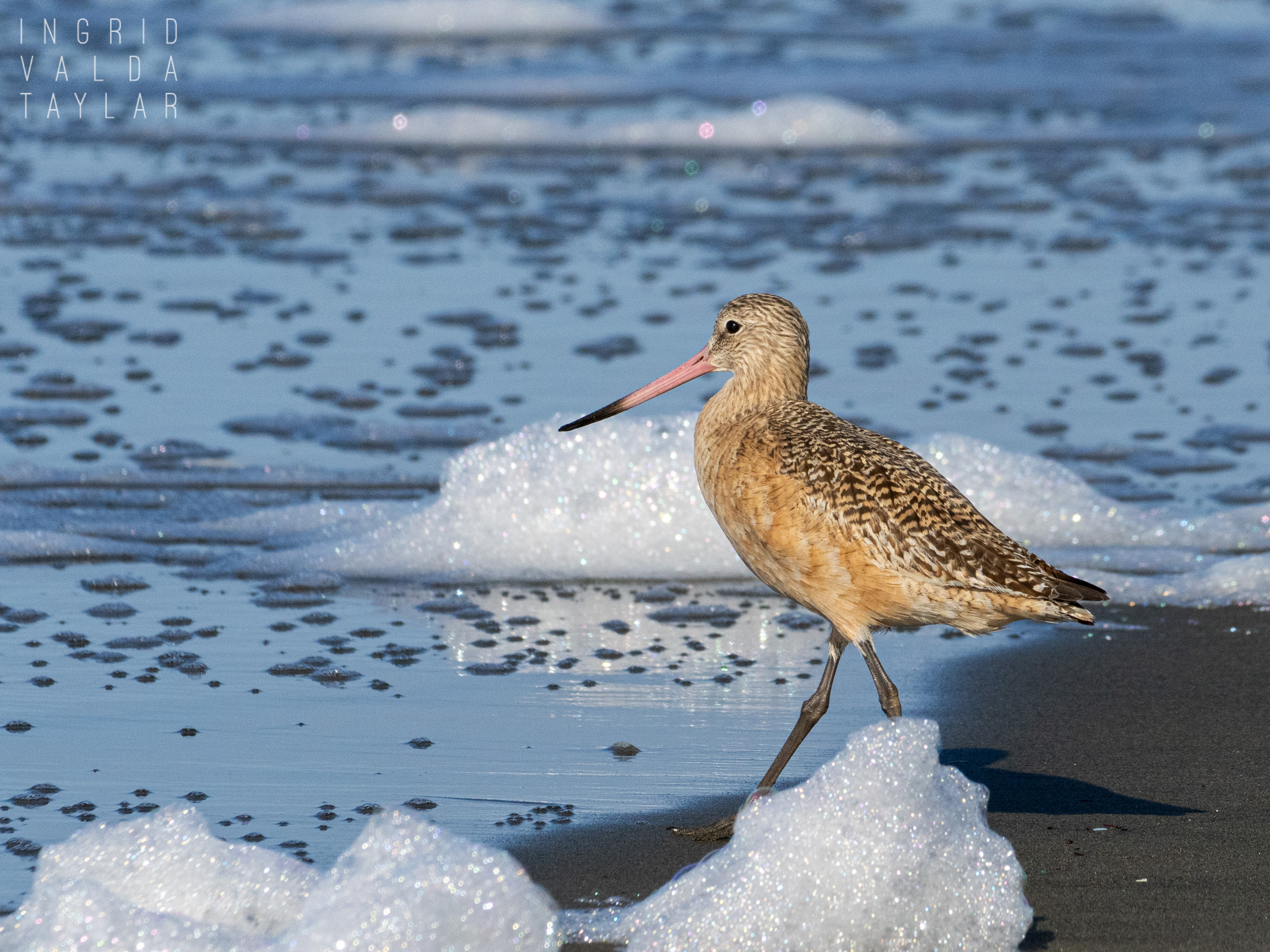 marbled godwit in sea foam at ocean beach sf