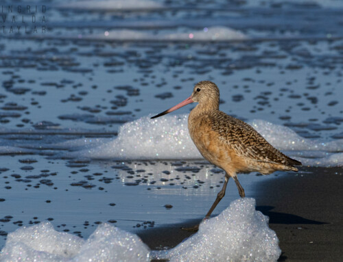 The Icy Illusion of Ocean Foam