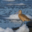 marbled godwit in sea foam on ocean beach sf
