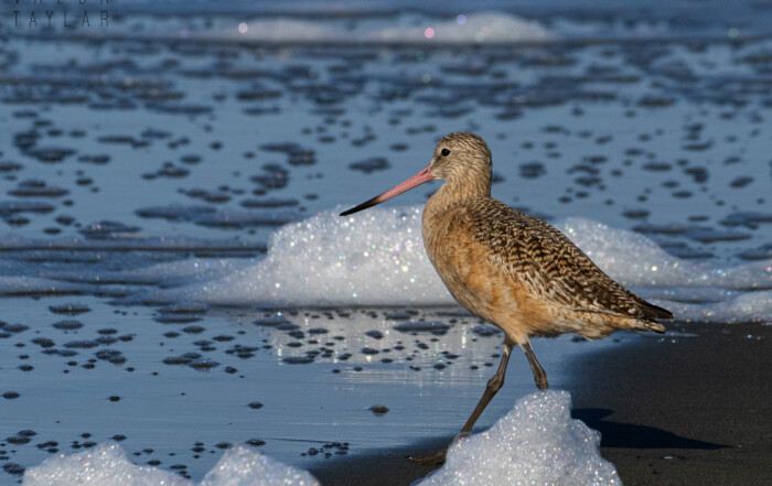 marbled godwit in sea foam on ocean beach sf