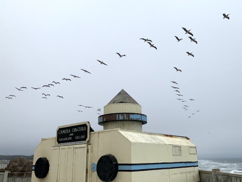 Brown Pelicans Flying Over Camera Obscura SF