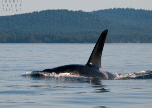 Southern Resident Orca in Salish Sea
