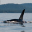 Southern Resident Orca in Salish Sea