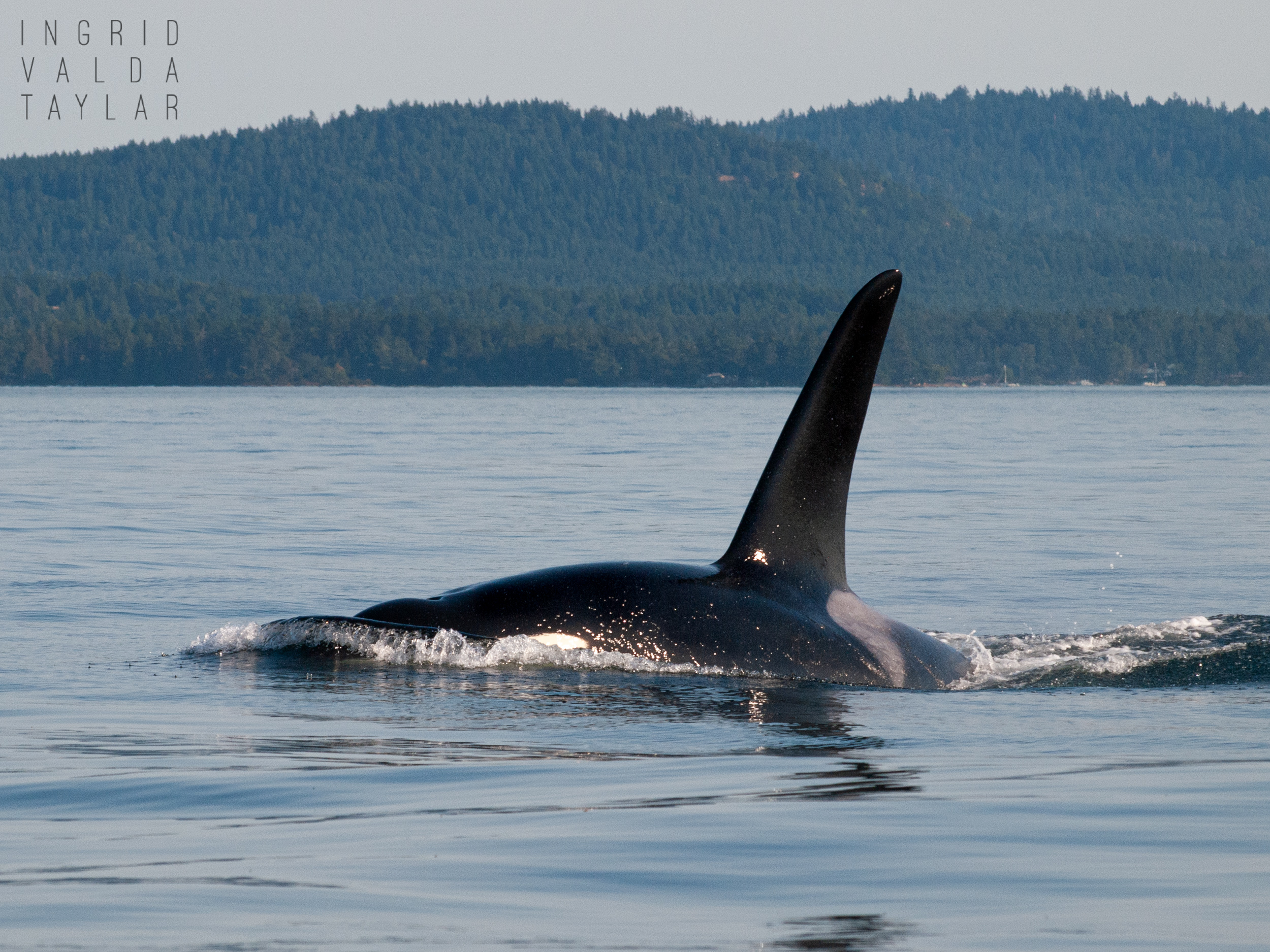 Southern Resident Orca in Salish Sea