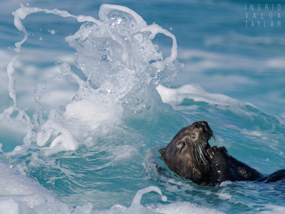 Southern Sea Otter in Chihuly Wave