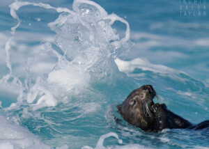 Southern Sea Otter in Chihuly Wave