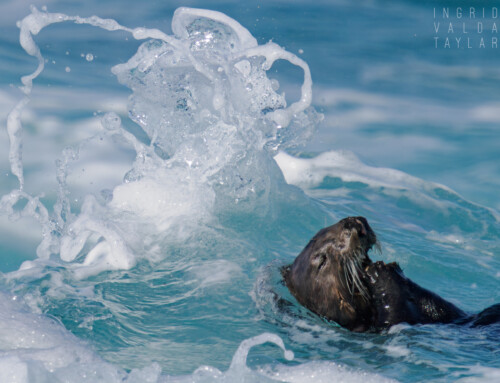 Otters – Sea Otters in Surf