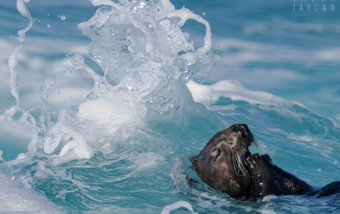 Southern Sea Otter in Chihuly Wave