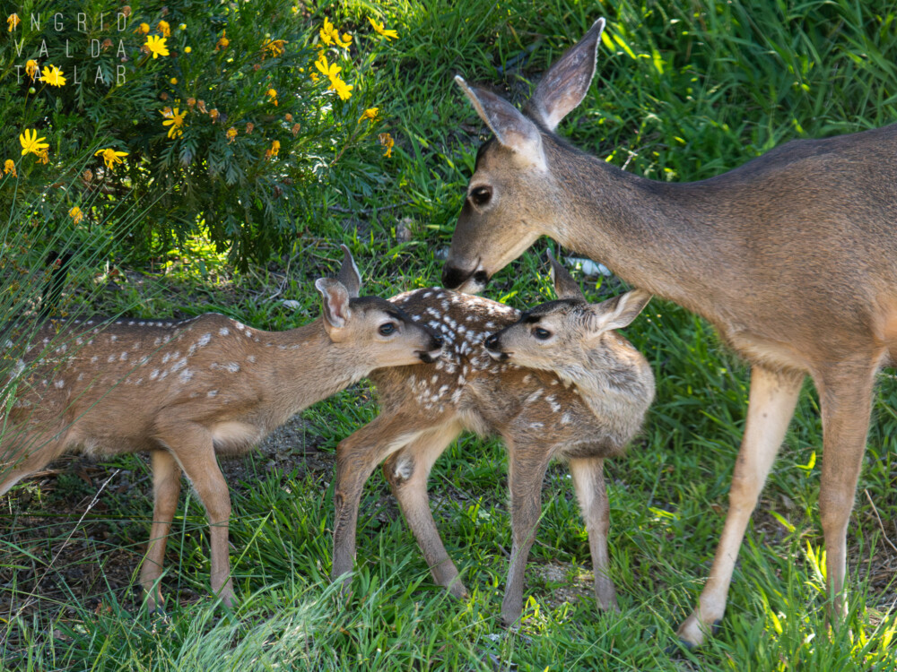 black tailed doe with twin fawns