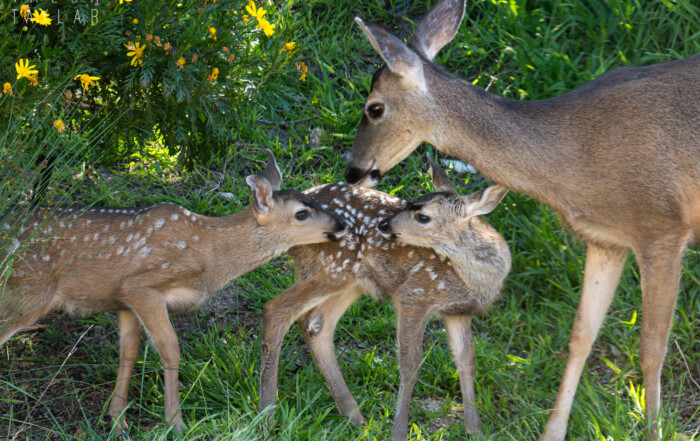black tailed doe with twin fawns