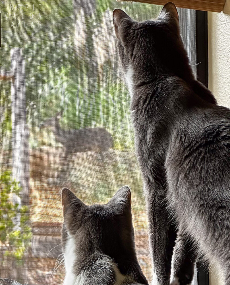 cats watching deer outside window