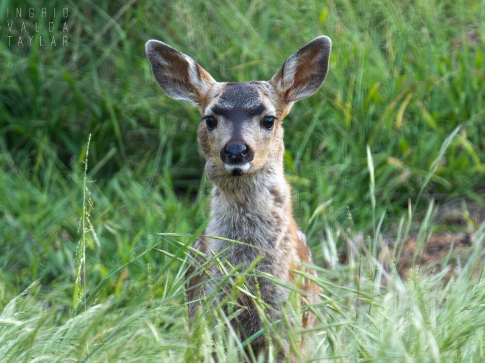 black-tailed fawn with facial abscess