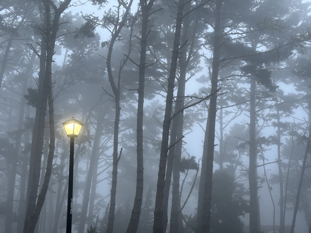 Lamp Post and Trees in Monterey Fog