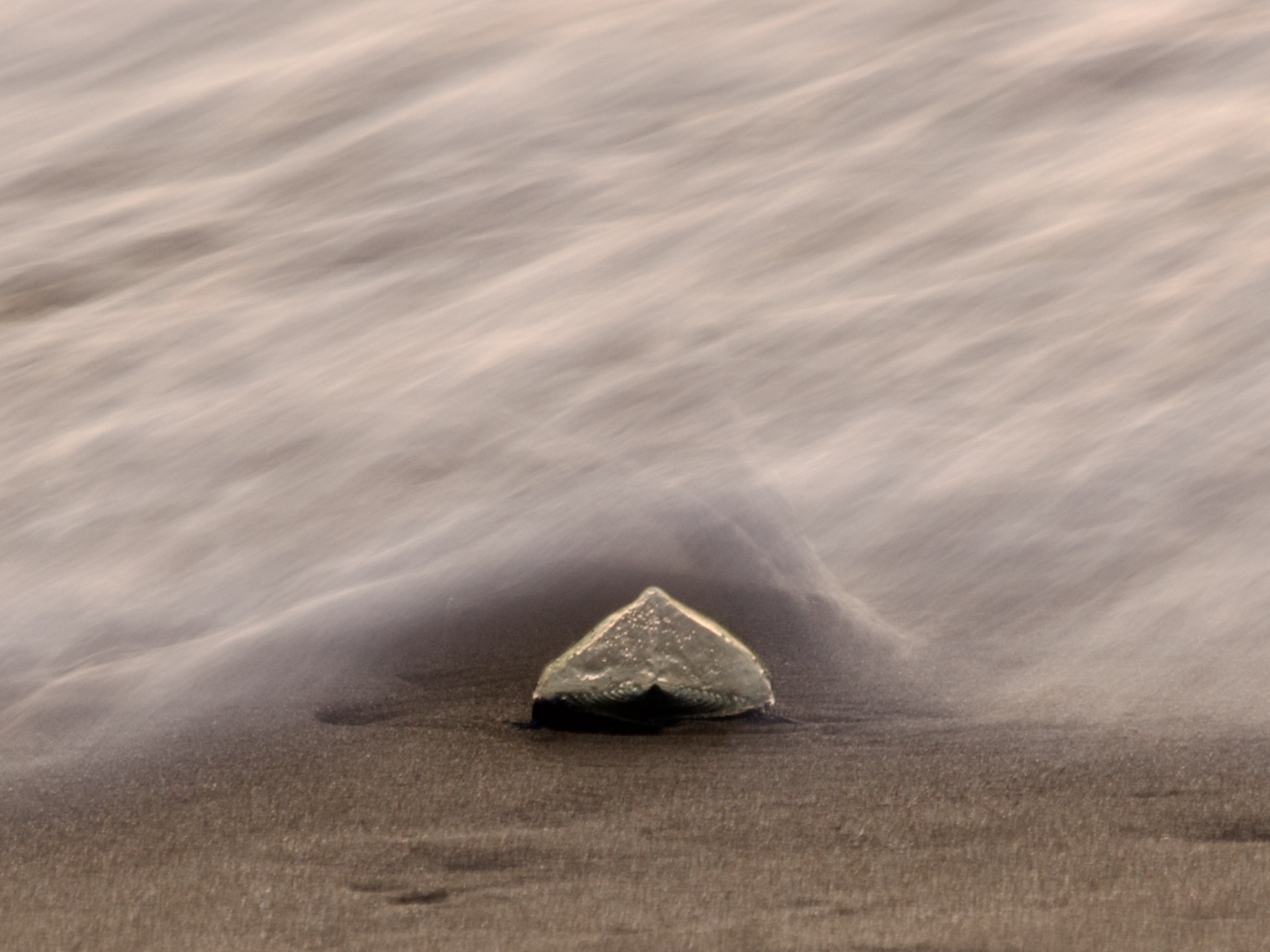 Stranded Velella velella in the water blur in Monterey