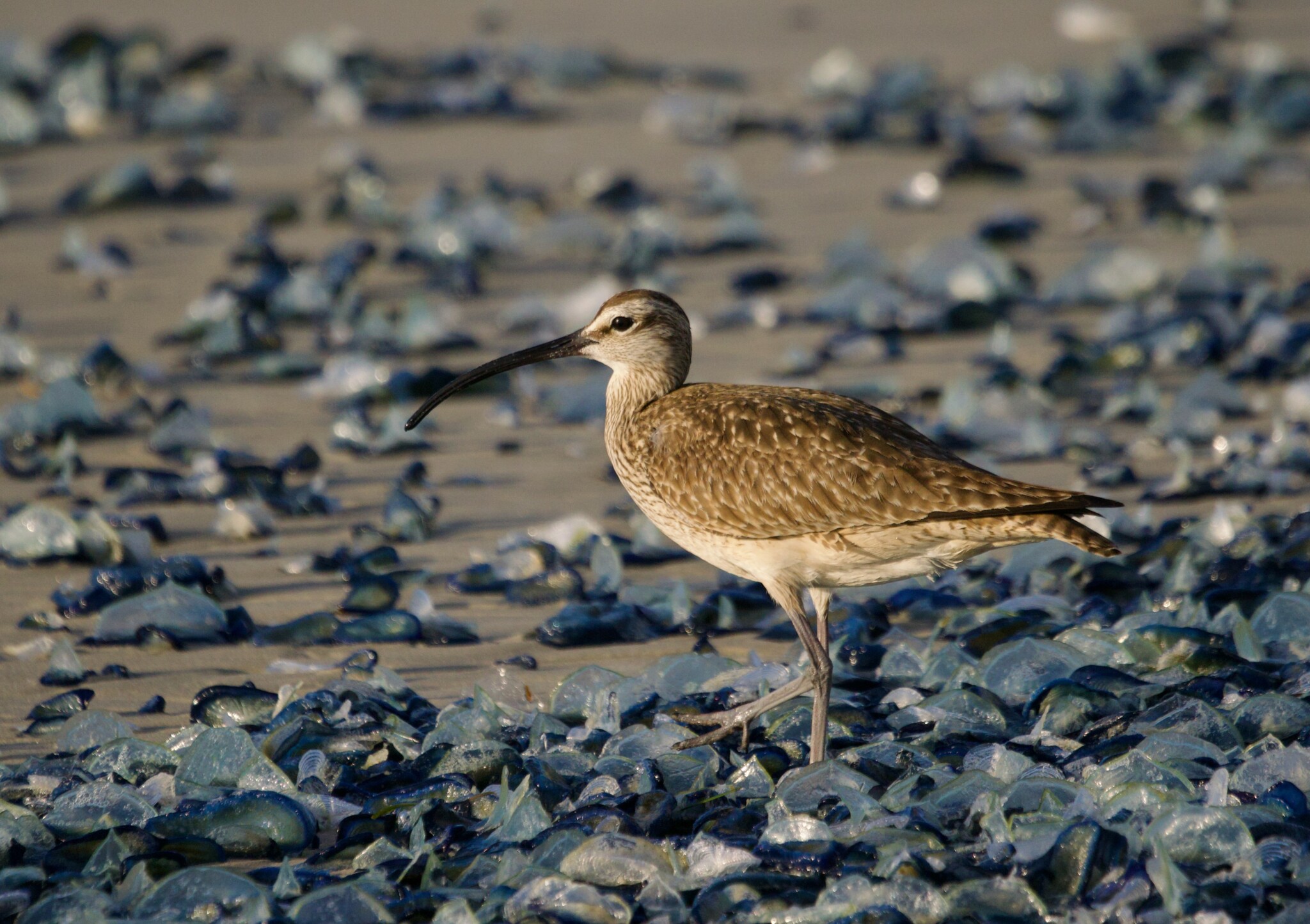 Whimbrel (Numenius phaeopus) foraging among stranded velella velella at Asilomar in Pacific Grove
