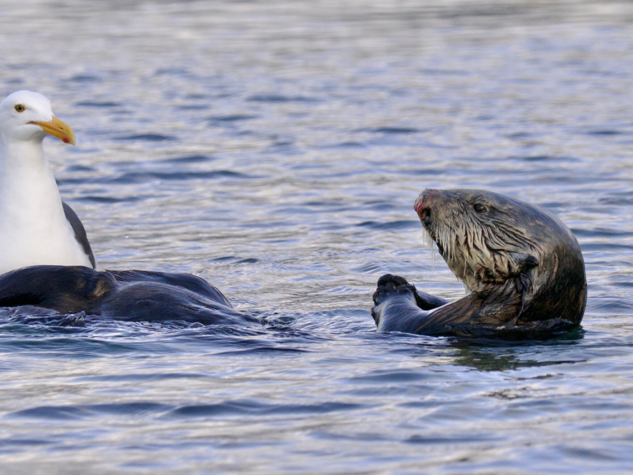 Western Gull following sea otter in search of food scraps (Breakwater Cove, Monterey)